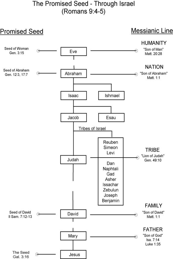 Promised Seed Chart